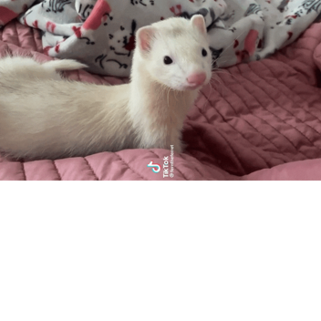 zoopa