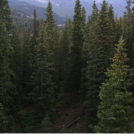 Coniferous Gang