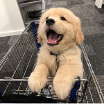 Sunshine Pup Official