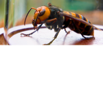 The Hornets nest family