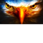 The bird of pray