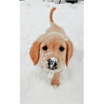 aesthetic snow dogs