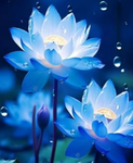 Deep Lotus Corp | 深い蓮