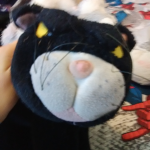 Fan of cats