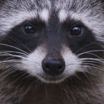 Russian Raccoon Society