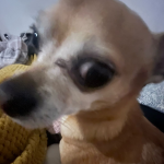 ~ • Dragon Chihuahuas • ~