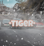 •Tiger•