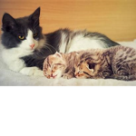 Cat kingdon