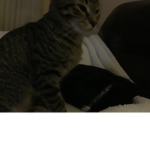 The 2 cats fan club