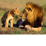Adopt me Lions
