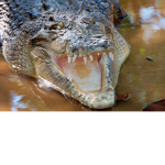 THE COOL CROCS