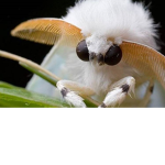 Kingdom of the Moths