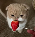 strawberry cars