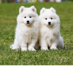 Samoyed group
