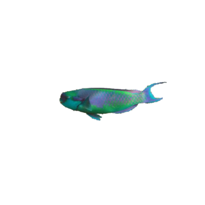 fish 12 Roblox decal