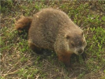 :D Groundhog Cub  :D