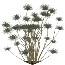 Roblox decal plant - small tropic