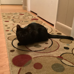 Mini black panther