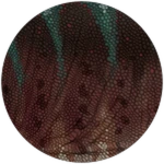 PRISMATIC Beryl Suchomimus Unlocked! Roblox badge thumbnail