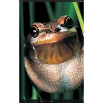 Emma's Frogs