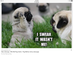 Puggg