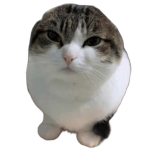 soda development