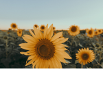 Honey Bees Boutique