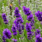 Lavender Squad (official)