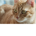 cat kids who are epic