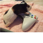 Guineapig Fan Club :D