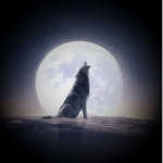 Midnight Wolfie Pack