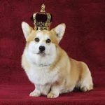Queen Elizabeth’s corgi/royal corgis