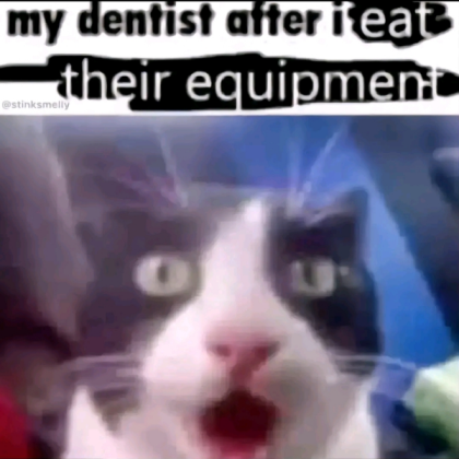 Surprised Dentist Cat Meme Roblox decal