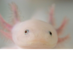 The Axolotl Peoples