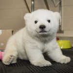Polar Develops
