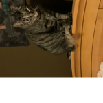CAT GROUP!(my friends only!)