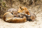 F FOR FOX