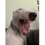 vibingdog