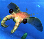 Anomalocaris