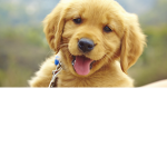 Pet Club!!!