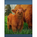cow squad group