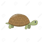 turtle team ###