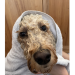 Wet dogs forever!