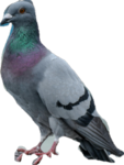 Pigeoneers United
