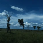 Red Dirt Revival Group Thumbnail