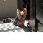 Doggy is cool group