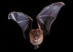 *-.Beautiful Bats.-*