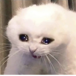 Catyy