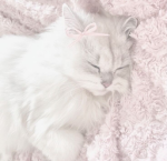 Chicstagram Social