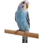 The Blu Birderators